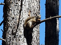 Yellowstone (16).JPG